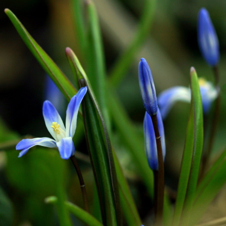 blue_spring_flowers_by_svitakovaeva-d3c9u3l