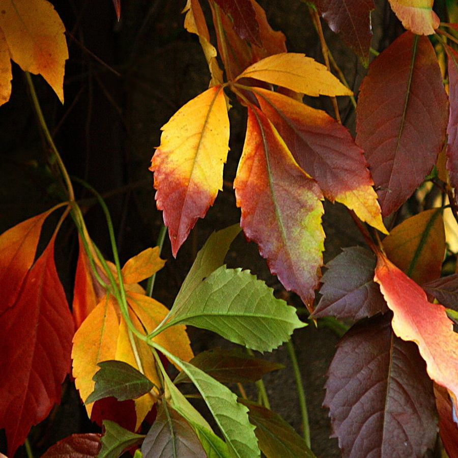 colorful_leaves_by_svitakovaeva-d4cs2r0
