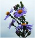purple_flowers__white_backgrou_by_svitakovaeva-d327vxj.jpg
