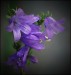 purple_bells_by_svitakovaeva-d31xwwx.jpg