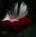 feathers_on_the_rose_by_svitakovaeva-d31scbr.jpg