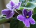 african_violets___saintpaulie_by_svitakovaeva-d39w2vh