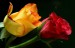 two_colored_rose_by_svitakovaeva-d39lndr