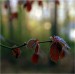 red_leaves_by_svitakovaeva-d3di32u