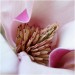 magnolia_center_by_svitakovaeva-d3ef0qo