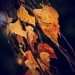 autumn_birch_by_svitakovaeva-d4ai89g