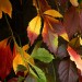 colorful_leaves_by_svitakovaeva-d4cs2r0